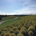 とにかく広い。開放感が最高な国営ひたち海浜公園。